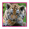 WWF 100 pc. Puzzle - Tiger Cub - Édition anglaise
